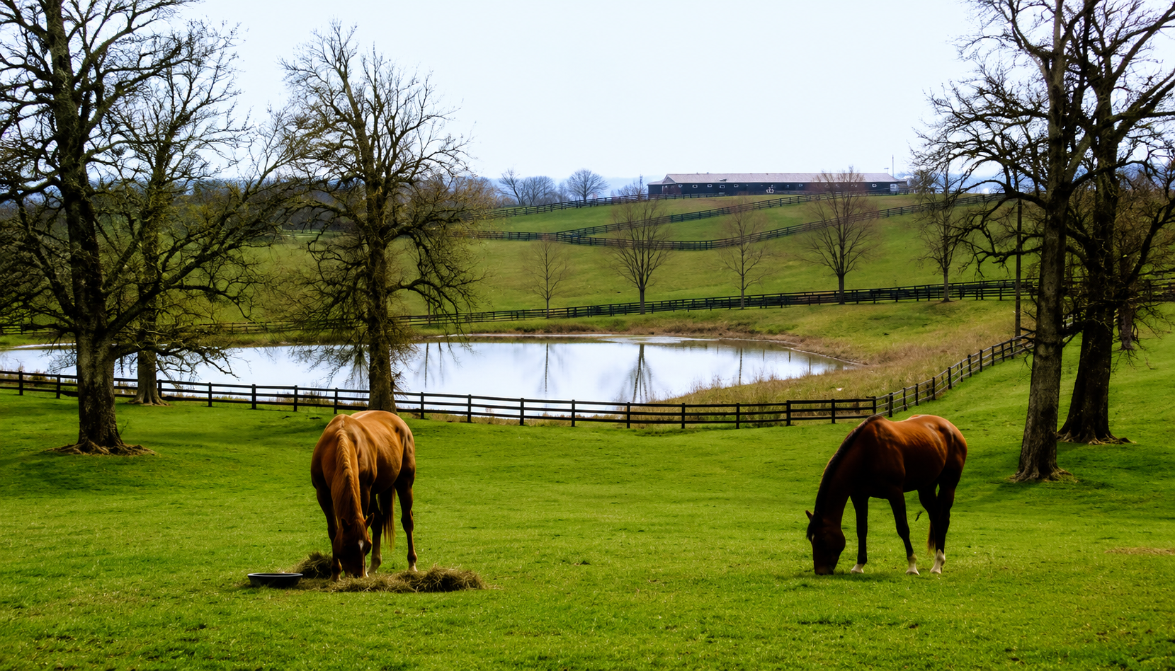 Kentucky horse farm with limestone fence in the Bluegrass Region near Lexington showing the thoroughbred landscape surrounding Keeneland